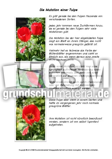 Mutation-einer-Tulpe.pdf